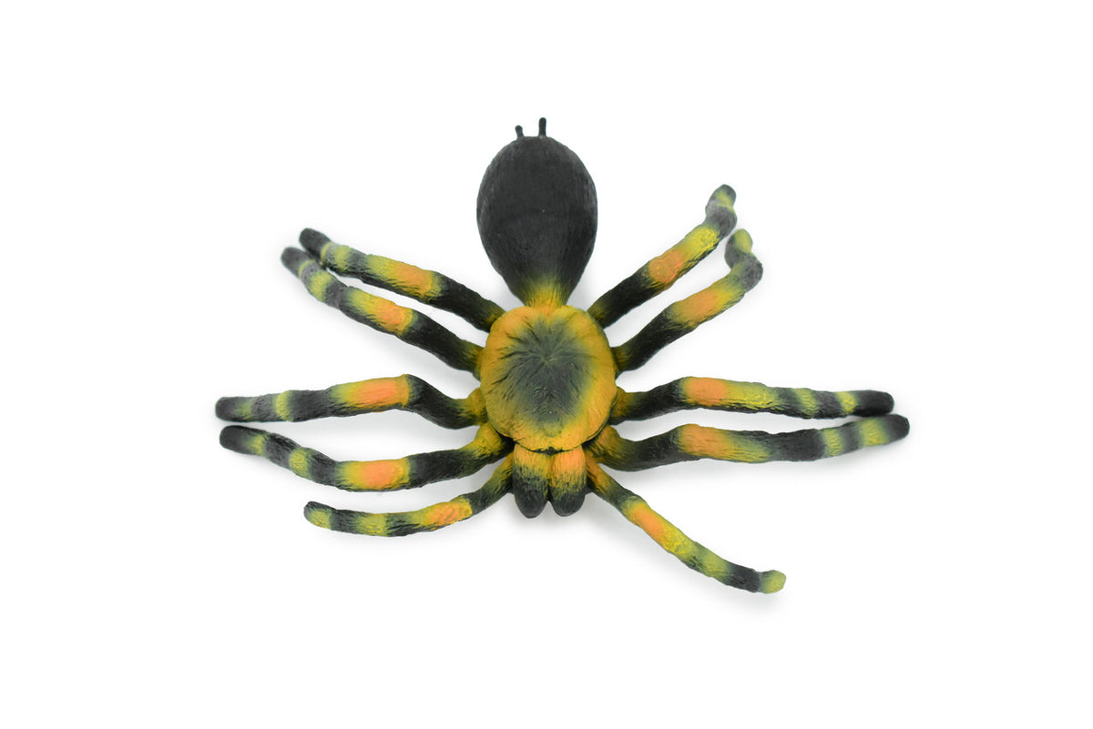 Giant Tarantula Spider, Arachnida, Museum Quality, Educational, Hand Painted, Rubber Insect, Diorama Model, Realistic, Kids, Toys,  5 Inches. 