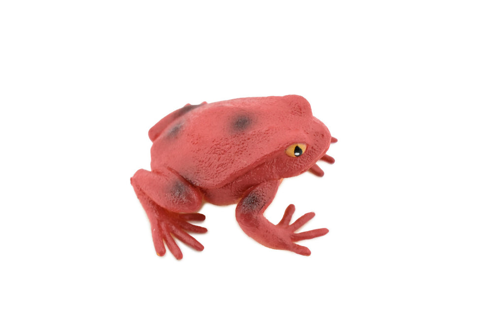 Tomato Frog, Hand Painted, Amphibian, Hard Rubber, Realistic Frog, Model, Replica, Toy, Kids, Educational, Gift,    2"  