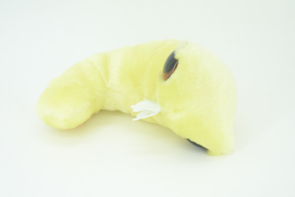 Bookworm, Anobium punctatum, Booklice, Microorganisms Plush Design, Educational, Figure, Replica, Gift,             6"    F1697 B102