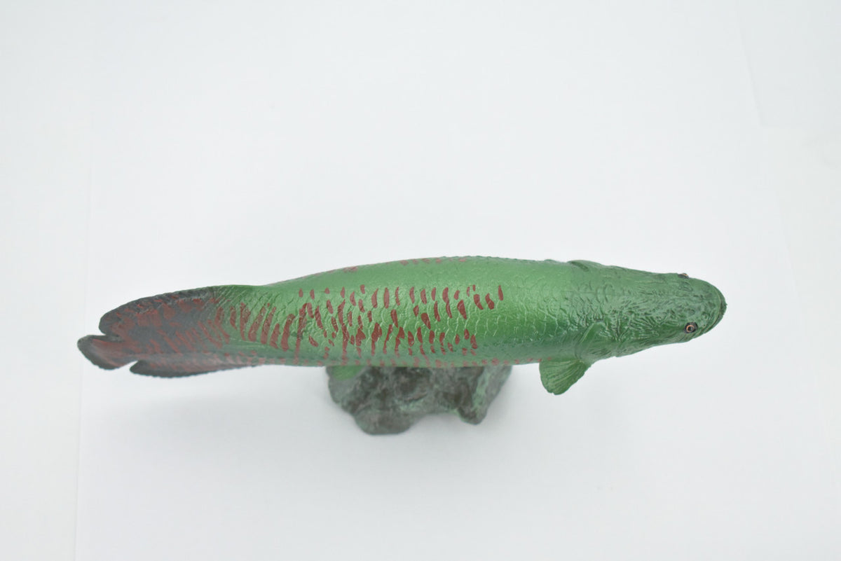 Arapaima, Pirarucu, or Paiche, Museum Quality, Hand Painted, Rubber Fish, Realistic Figure, Model, Replica, Toy, Kids, Educational, Gift,      7 "   CH501 BB155