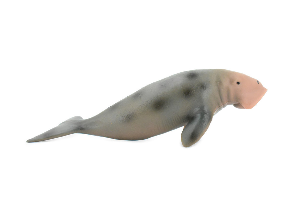 Dugongs, Manatee, Sea Cow, Marine Mammal, Museum Quality, Hand Painted, Educational, Rubber, Diorama Model, Realistic Toy Figure, Kids,  6 Inches.