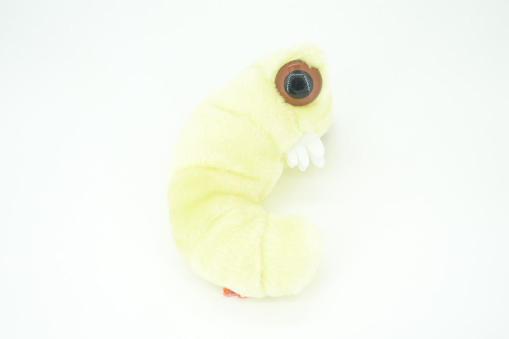 Bookworm, Anobium punctatum, Booklice, Microorganisms Plush Design, Educational, Figure, Replica, Gift,             6"    F1697 B102