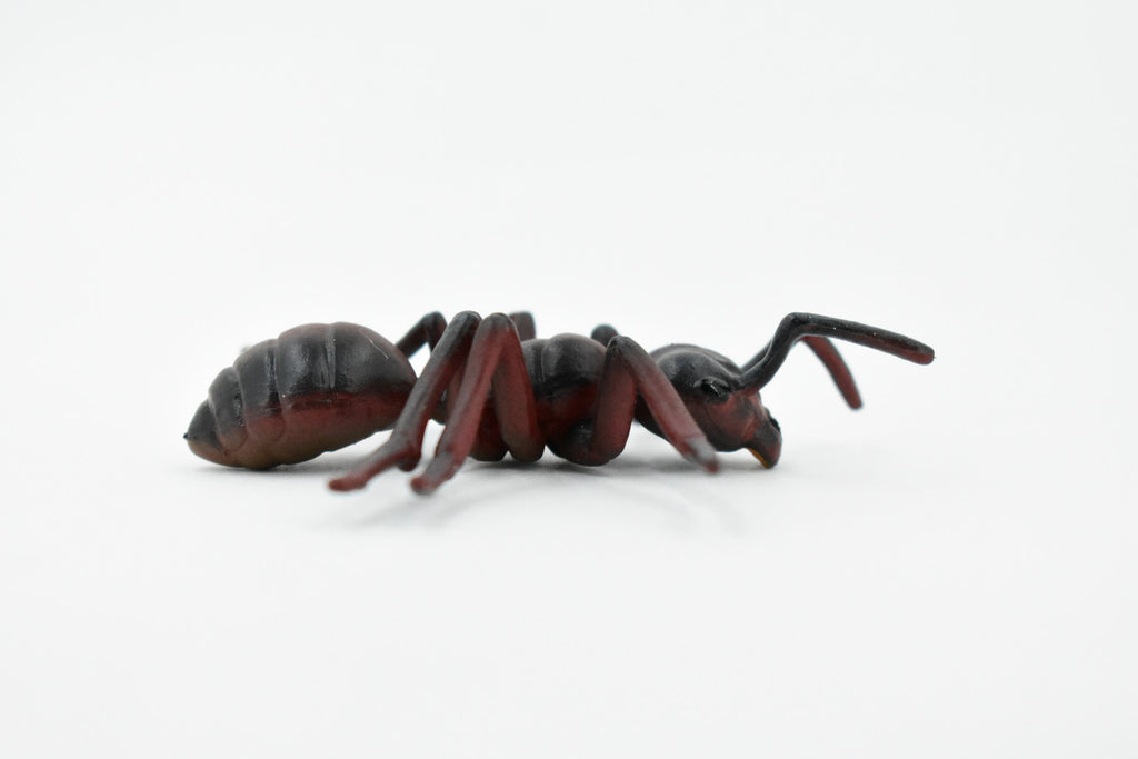 Red Fire Ant, Ginger ant, Very Nice Design, Educational, Hand Painted, Realistic Rubber Insect, Toy Figure, Diorama Model, Kids, 3 Inches. 