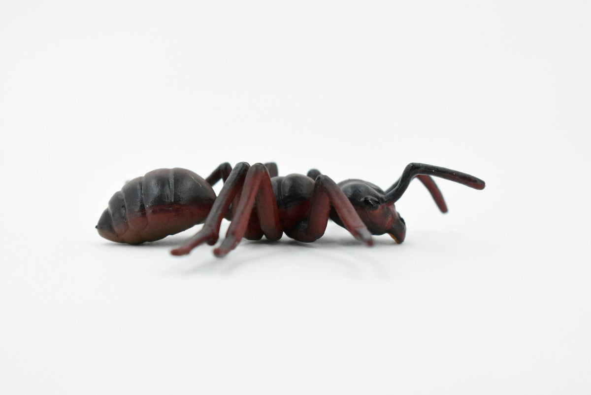 Red Fire Ant, Ginger ant, Very Nice Design, Educational, Hand Painted, Realistic Rubber Insect, Toy Figure, Diorama Model, Kids, 3 Inches. 