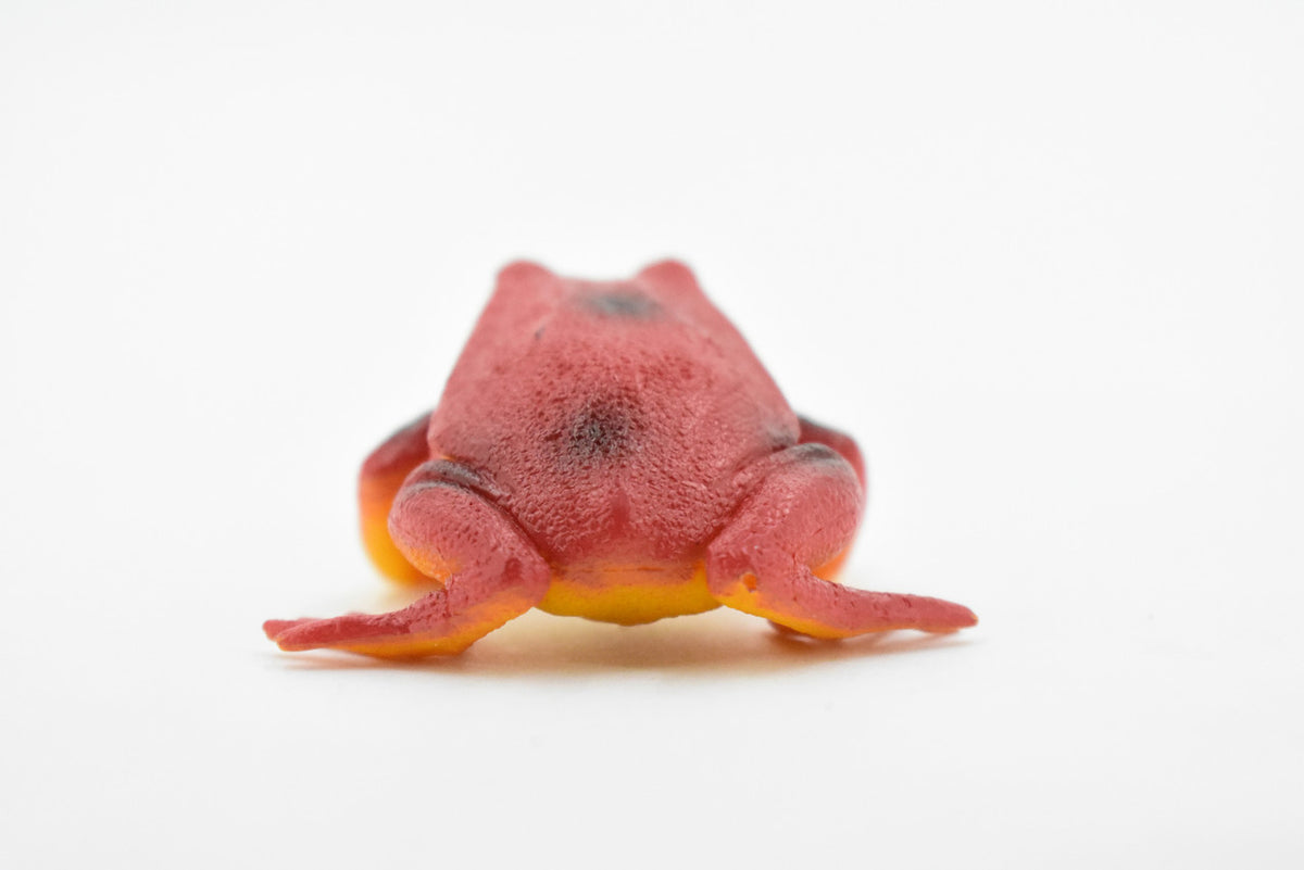 Tomato Frog, Hand Painted, Amphibian, Hard Rubber, Realistic Frog, Model, Replica, Toy, Kids, Educational, Gift,    2"    F4078 B54