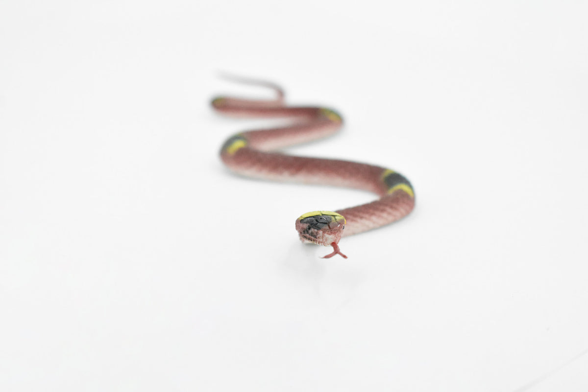Snake, Red Spitting Cobra, Rubber Reptile, Educational, Realistic Hand Painted, Figure, Lifelike Model, Figurine, Replica, Gift,      10"       F2086 B142