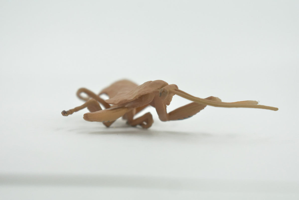 Praying Mantis, Deroplatys, Dead leaf mantis, High Quality, Rubber Insect, Educational, Realistic, Figure, Replica, Toy, Kids, Educational, Gift,      3"     CH639 BB168
