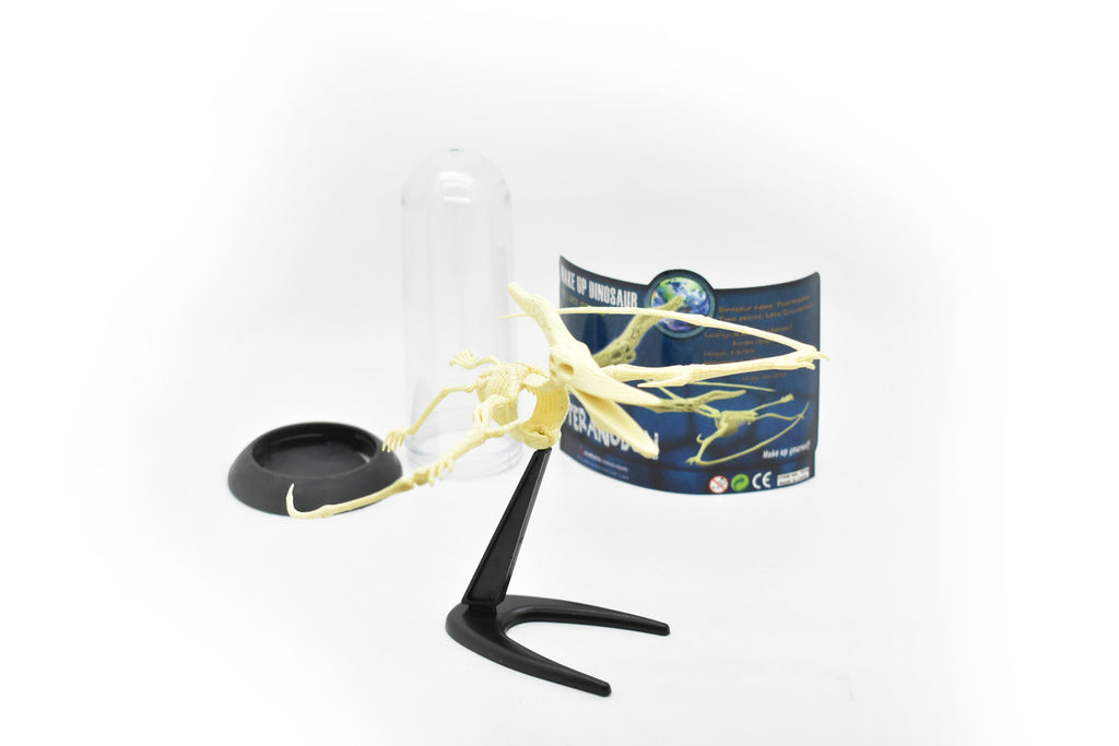 Pteranodon Dinosaur, Plastic Skeleton Model with Stand   10"  -  F1807 B312