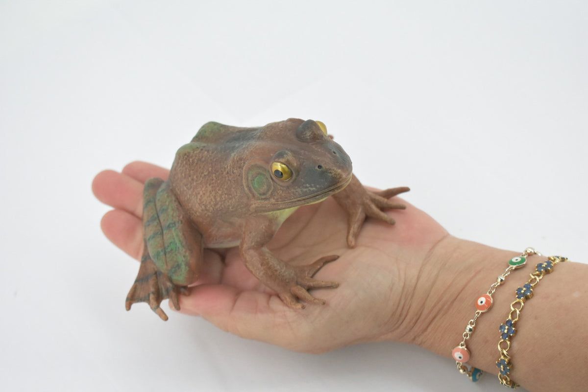 Frog, American Bullfrog, Museum Quality, Hand Painted, Rubber, Amphibian, Realistic Toy Figure, Replica, Kids, Educational, Gift,     5"    CH560 BB161