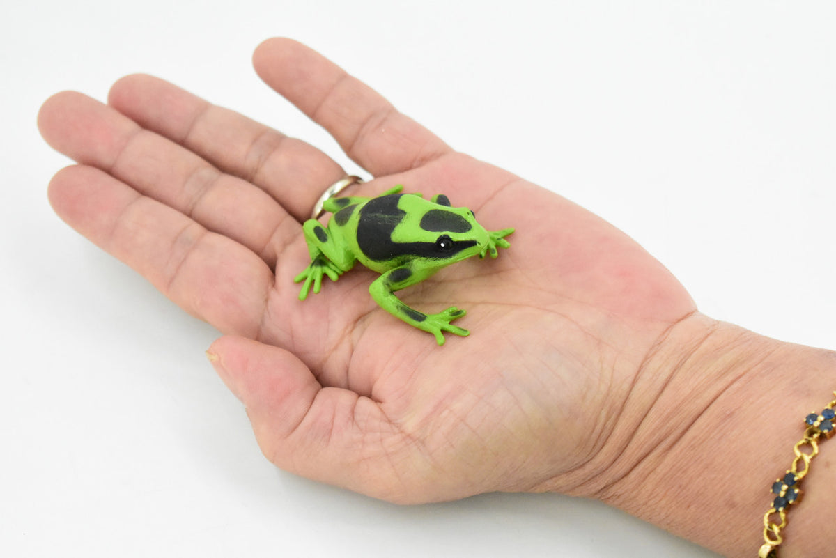 Poison Dart Frog, Green and Black, Hand Painted, Amphibian, Hard Rubber, Rainforest Frog, Model, Replica, Toy, Kids, Educational, Gift,      2"