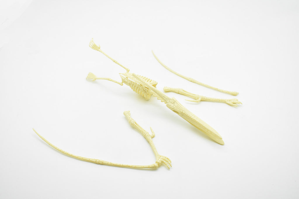 Pteranodon Dinosaur, Plastic Skeleton Model with Stand   10"  -  F1807 B312