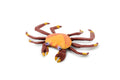 Crab, Sally Lightfoot Scud Crab, Museum Quality, Hand Painted, Rubber Crustaceans, Realistic Toy Figure, Model, Replica, Kids, Educational, Gift,       4"    CH192 BB116