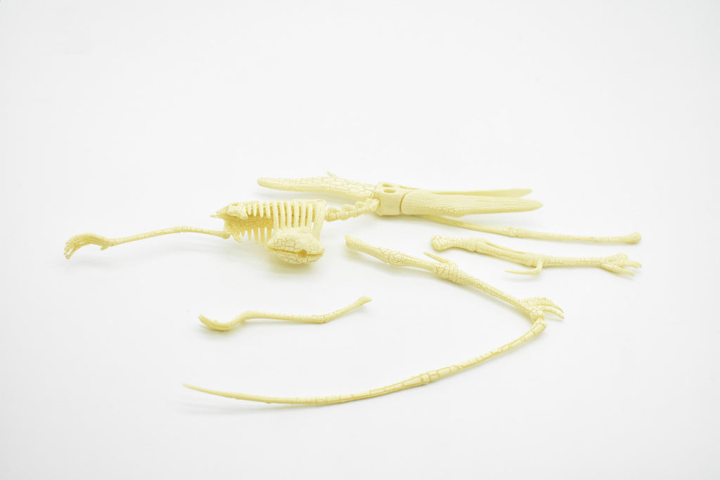 Pteranodon Dinosaur, Plastic Skeleton Model with Stand   10"  -  F1807 B312