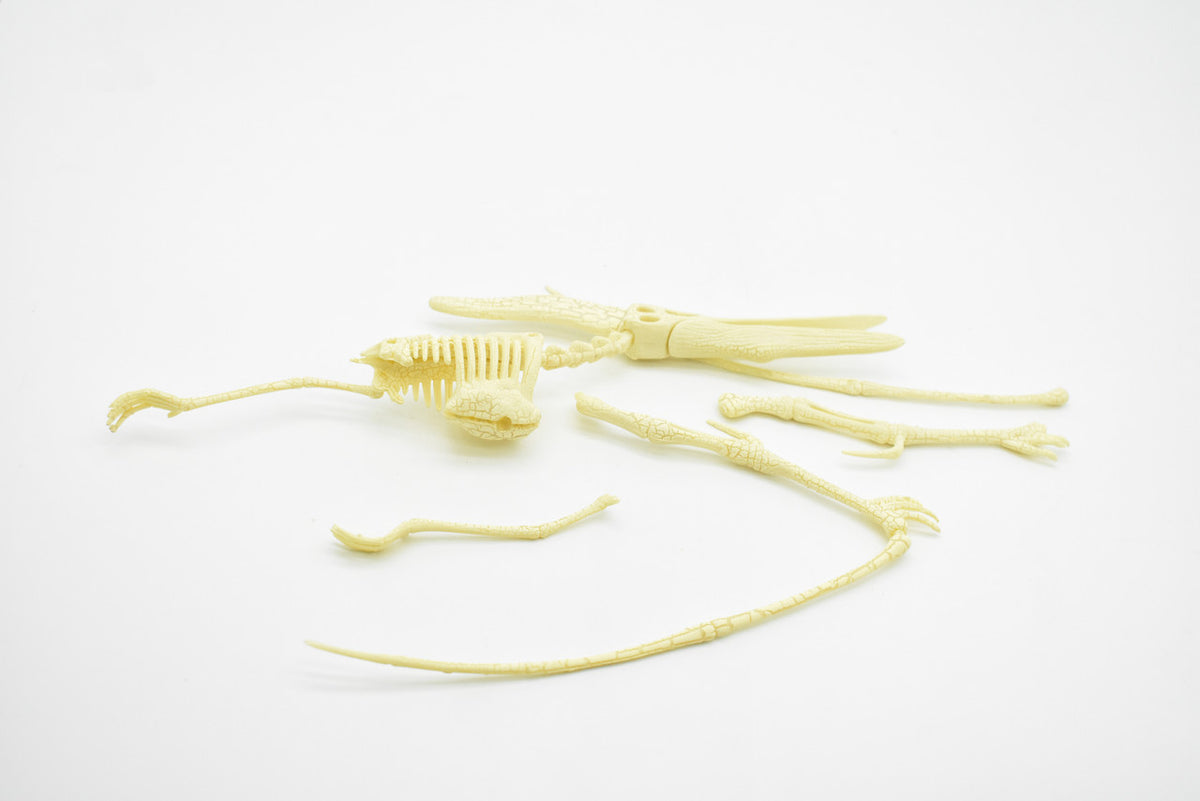 Pteranodon Dinosaur, Plastic Skeleton Model with Stand   10"  -  F1807 B312