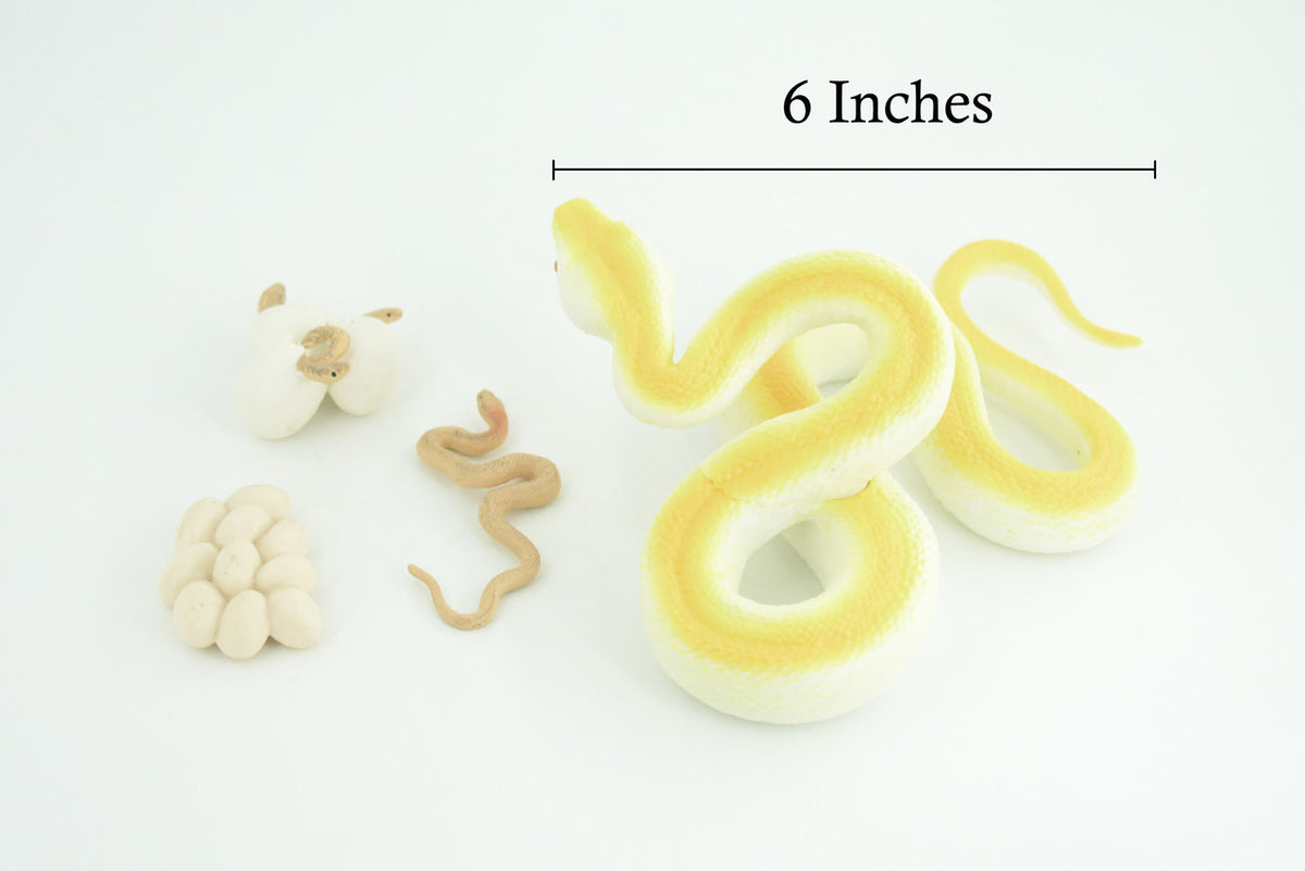 Burmese Python Life Cycle, 4 Piece Set, Museum Quality, Hand Painted, Educational, Solid Rubber Snake, Realistic, Diorama, Toys, Kids, Gift, 6 Inches. CH886 BB201