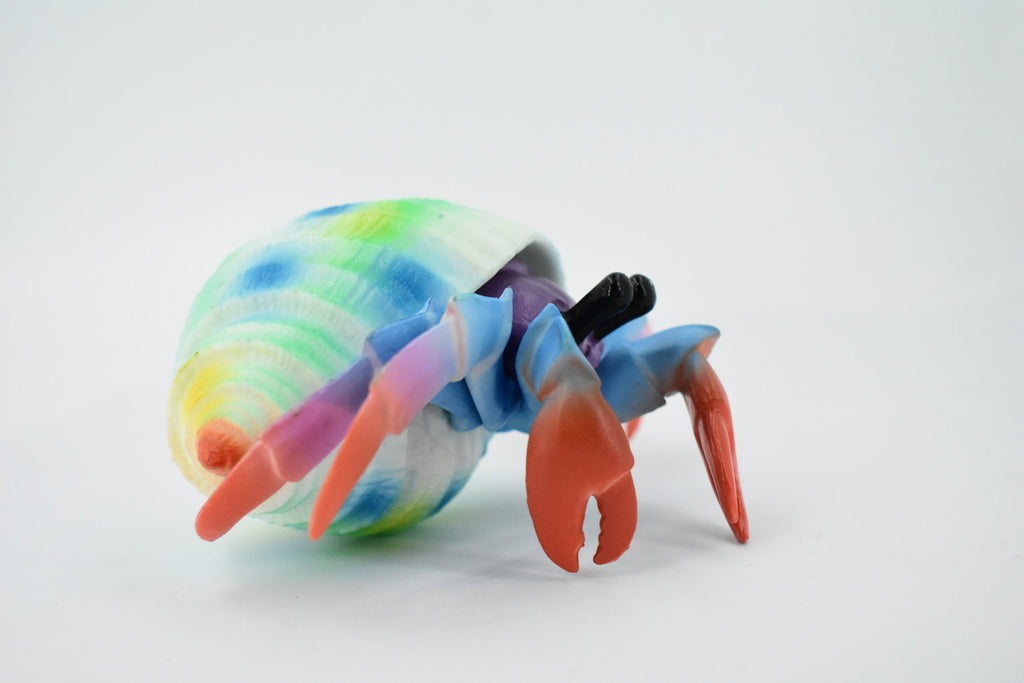 Hermit Crab. Crustaceans, Museum Quality Rubber Figure, Model, Educational, Animal, Hand Painted, Figurines, Gift,           6"             CH160 BB110