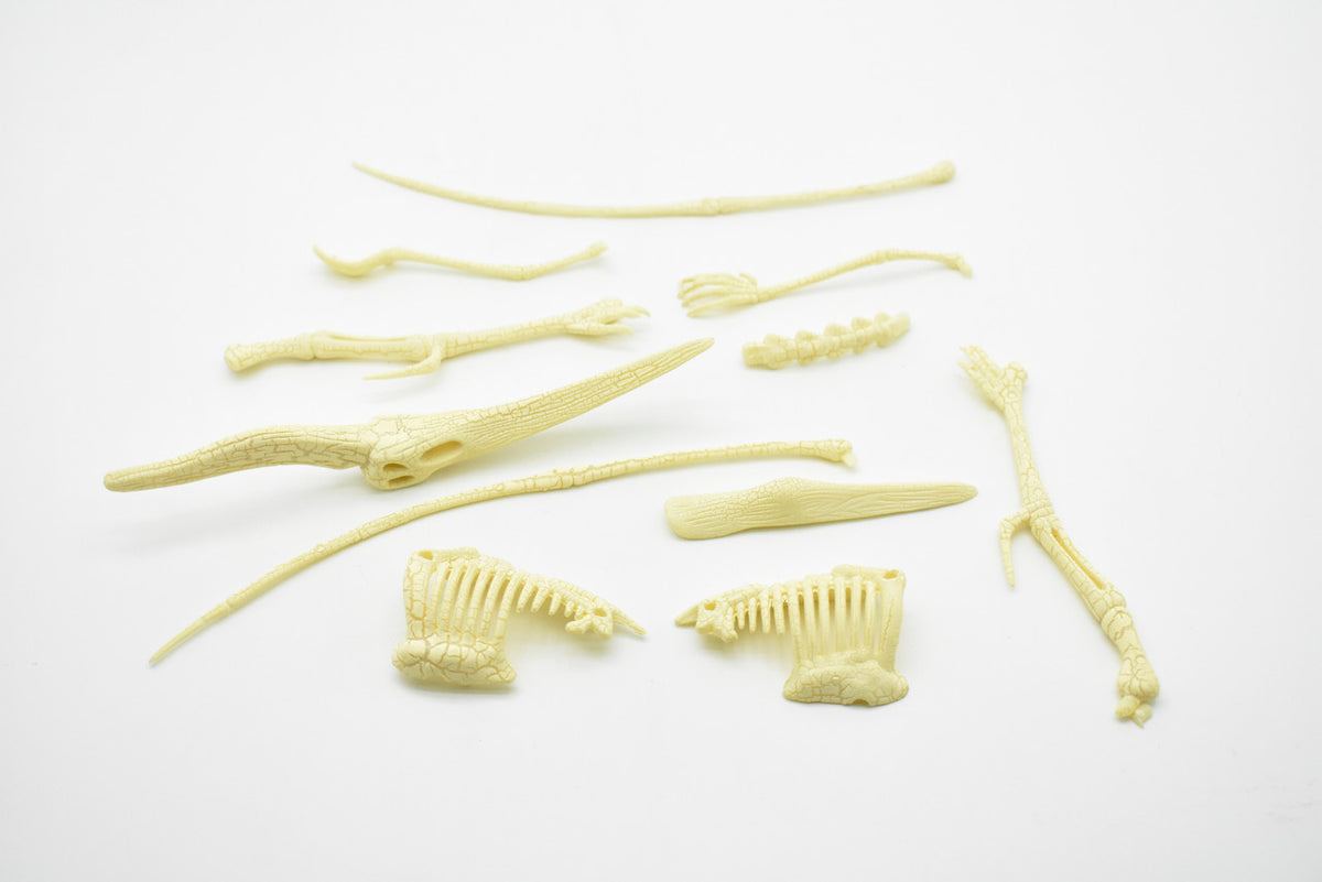 Pteranodon Dinosaur, Plastic Skeleton Model with Stand   10"  -  F1807 B312