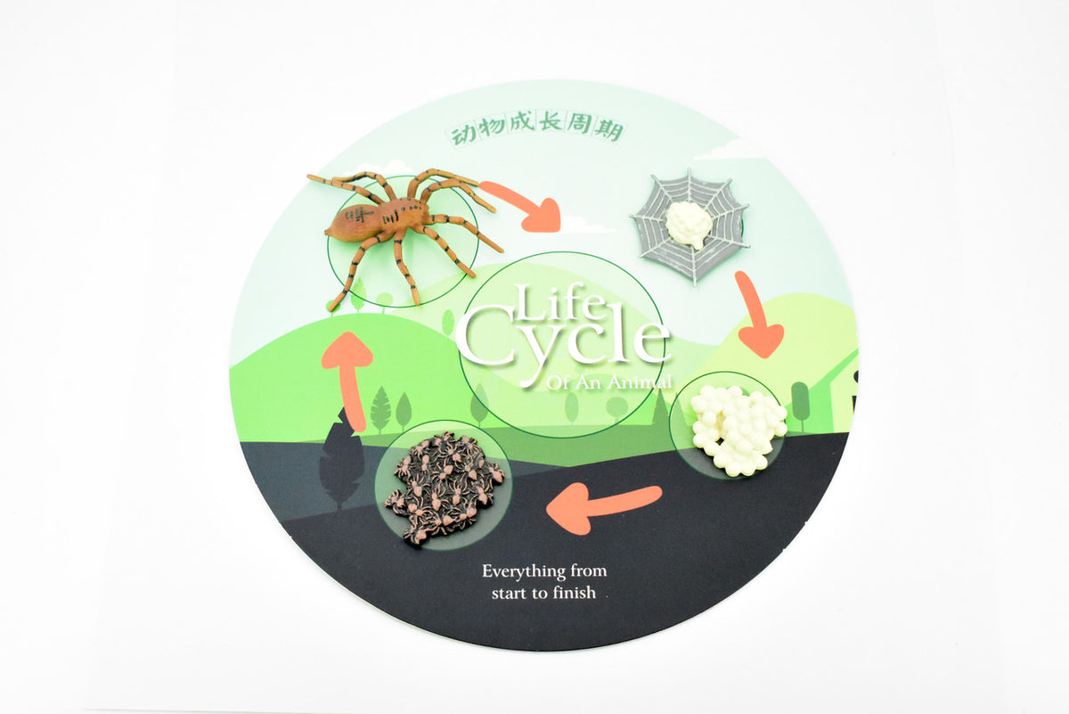 Spider, Life Cycle of a Wolf Spider, Arachnid, 4 Stages, Museum Quality, Educational, Hand Painted, Rubber Insect, Diorama Model, Realistic, Kids, Toys, 3 Inches.