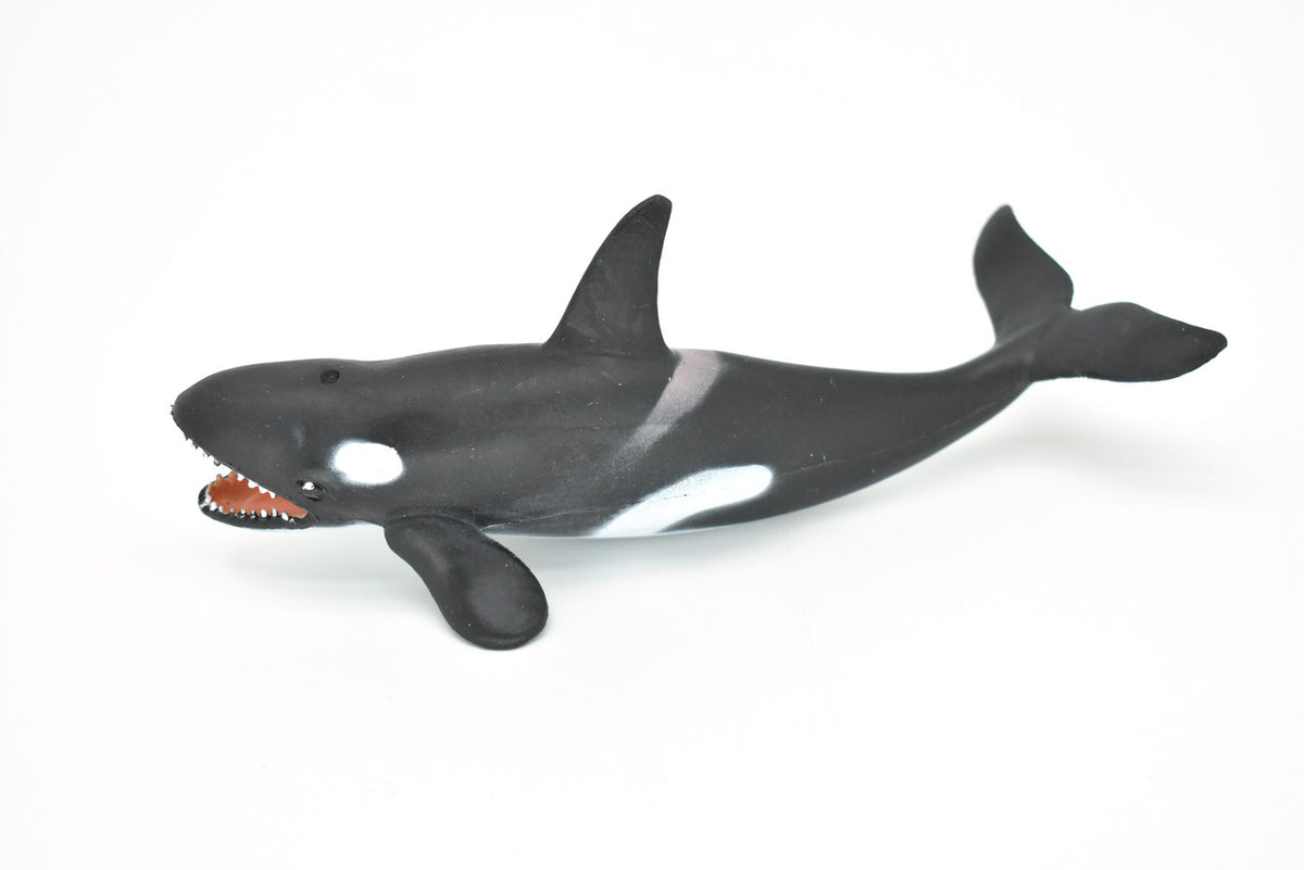 Orca, Killer Whale, Marine Mammal, Very Nice Design, Hand Painted, Rubber, Educational, Diorama Model, Realistic Figure, Figurine, Replica, Toy, Kids, Gift,    6 Inches.   F472 B4