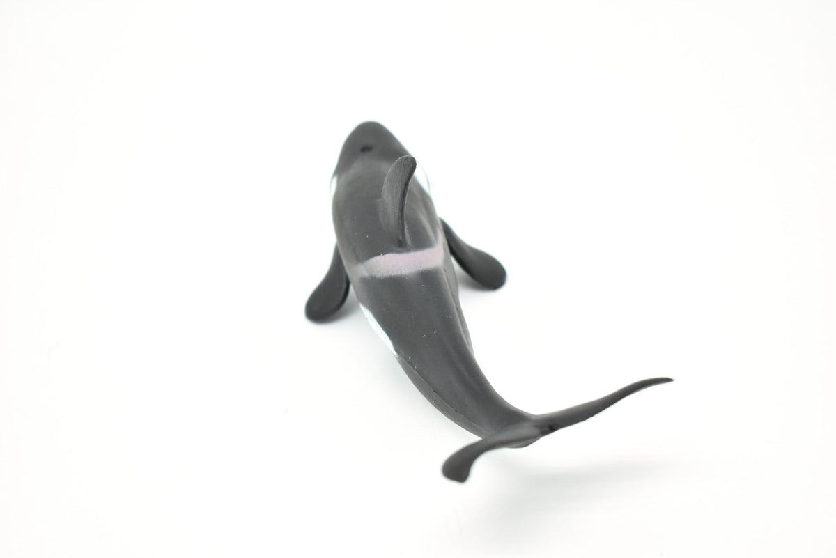 Orca, Killer Whale, Marine Mammal, Very Nice Design, Hand Painted, Rubber, Educational, Diorama Model, Realistic Figure, Figurine, Replica, Toy, Kids, Gift,    6 Inches.   F472 B4