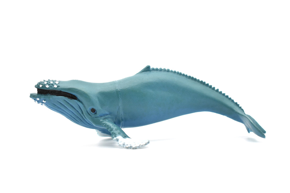 Humpback Whale, Marine Mammal, Very Nice Design, Hand Painted, Rubber, Educational, Diorama Model, Realistic Figure, Figurine, Replica, Toy, Kids, Gift,    6 Inches.    F473 B5