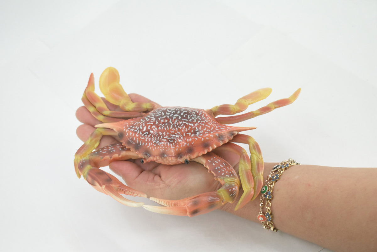 Crab, Swimming, Spotted, Museum Quality, Hand Painted, Rubber Crustacean, Realistic Figure, Model, Replica, Toy, Kids, Educational, Gift,      9"   CH500 BB155
