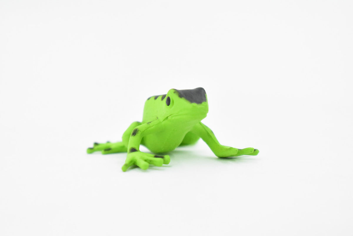 Poison Dart Frog, Green and Black, Hand Painted, Amphibian, Hard Rubber, Rainforest Frog, Model, Replica, Toy, Kids, Educational, Gift,     1 1/2"    F091 B43