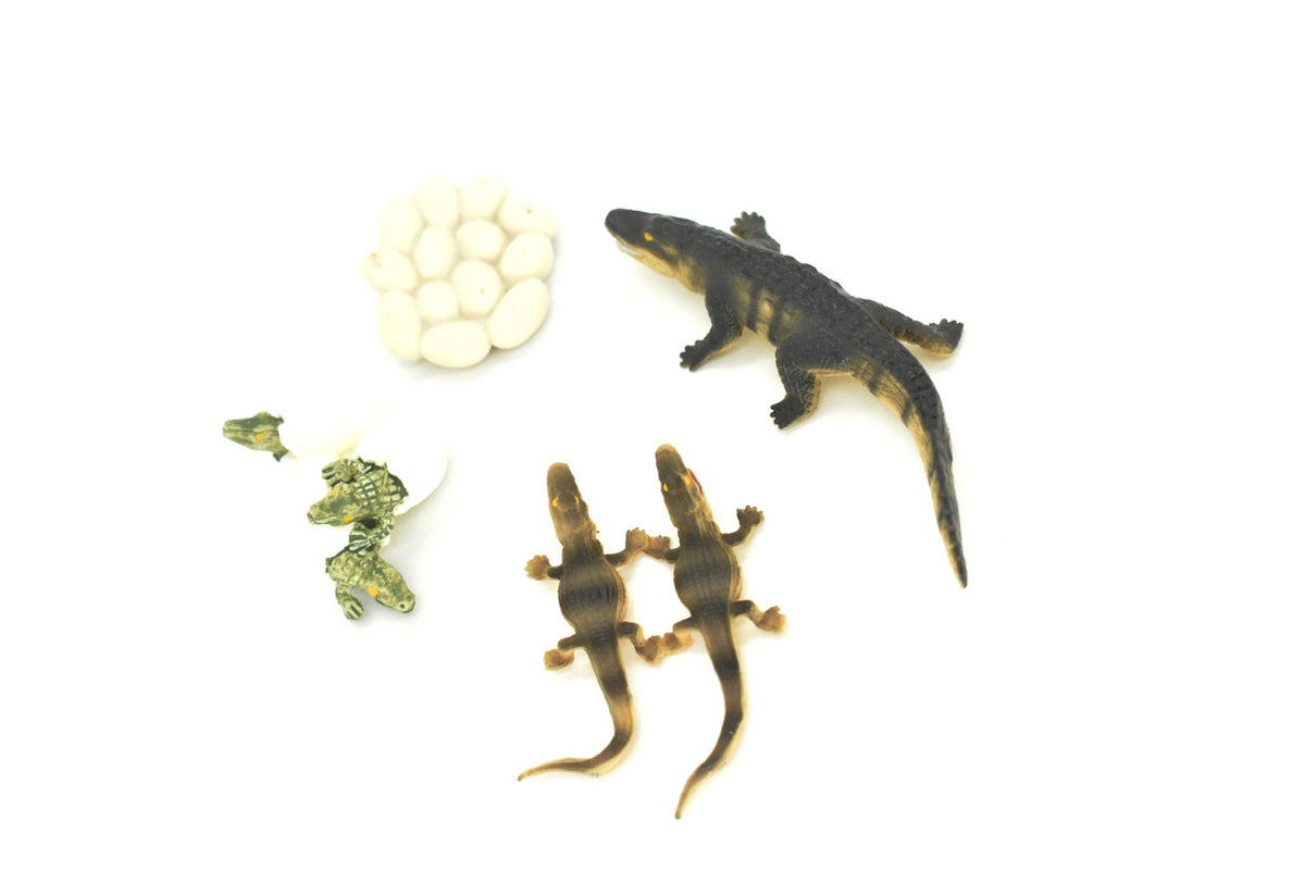 Crocodile, Learn the Crocodile Life Cycle, Very Nice Plastic Figure, Model, Realistic Replica, Educational, Figurine, Animal, Life Like, 4 Stages,   4"   CH07 B231