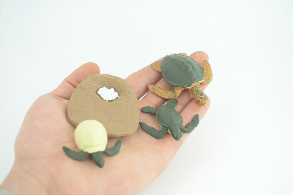 Sea Turtle Life Cycle, 4 Piece Set, Hand Painted, Educational, High Quality Rubber Reptile, Kemp’s Ridley Turtle, Diorama, Figure, Toys, Kids, Gift, 2 3/4 Inches. CH994 BB215