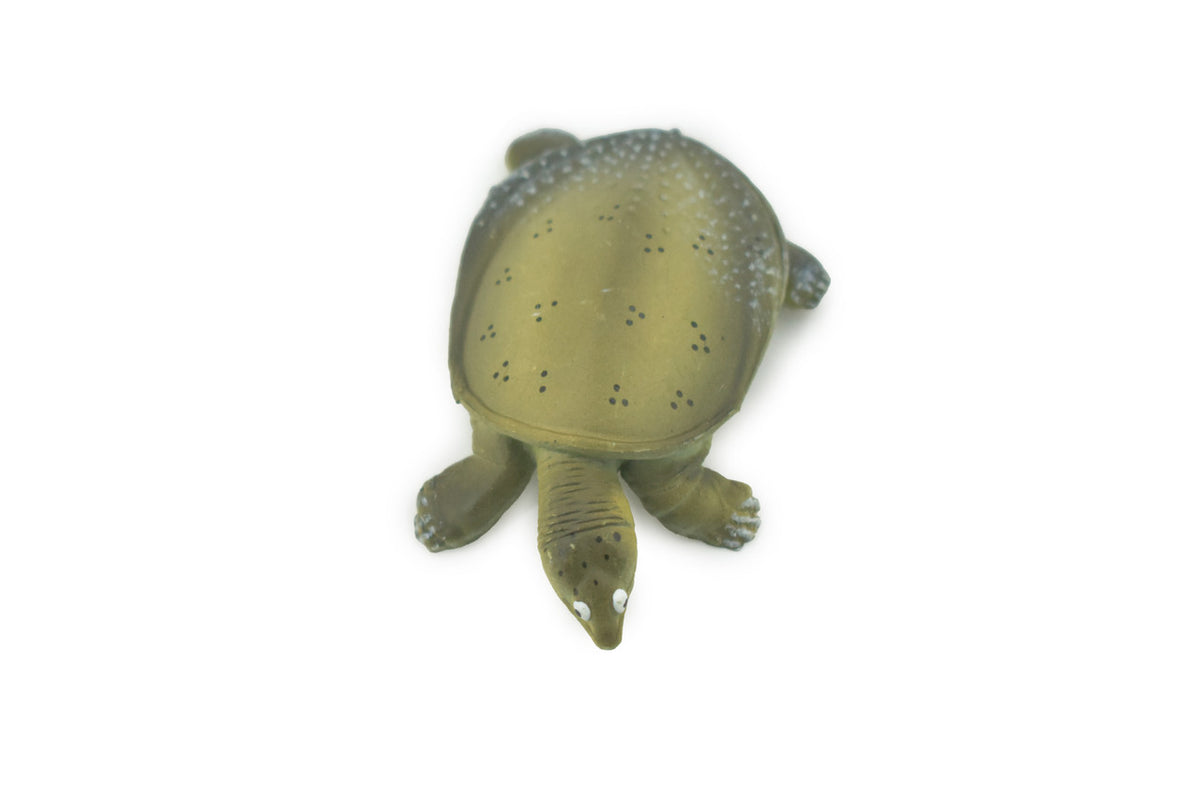 Turtle, Softshell Turtle, Chinese, Museum Quality, Hand Painted, Rubber Reptile, Realistic Toy Figure, Model, Replica, Kids, Educational, Gift,     2"    CH594 BB164