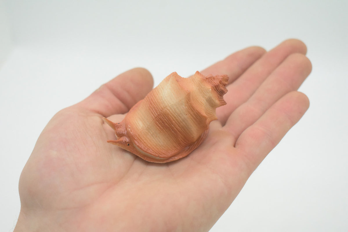 Sea Snail, Conch Shell, Ocean, Beach, Sea Life, Plastic Figure, Model, Realistic Replica, Educational, Figurine, Animal, Life Like, Gift,    2 1/2"     F6023 B378