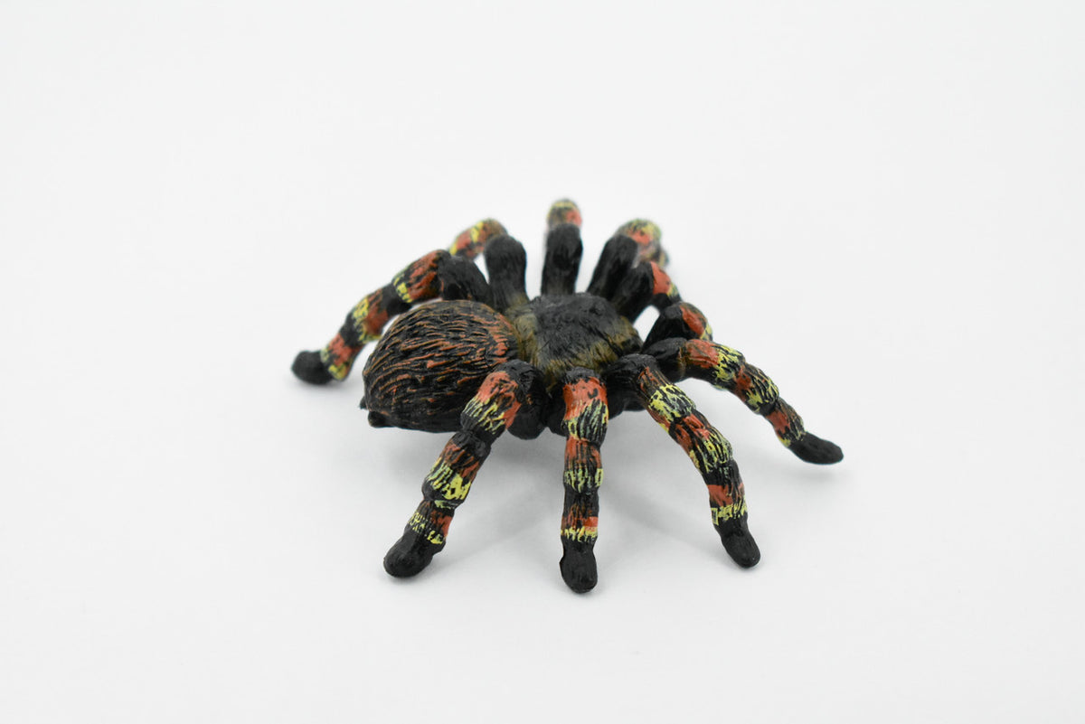 Goliath Bird Eating Spider, Tarantula family, Museum Quality, Educational, Hand Painted, Rubber Insect, Diorama Model, Realistic, Kids, Toys, 3 Inches.