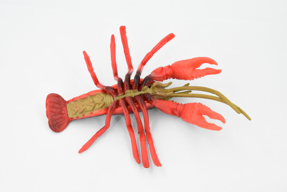 Crawfish, Crayfish, Museum Quality, Hand Painted, Rubber Crustaceans, Educational, Realistic, Lifelike, Educational, Gift,       7"      CH325 BB132
