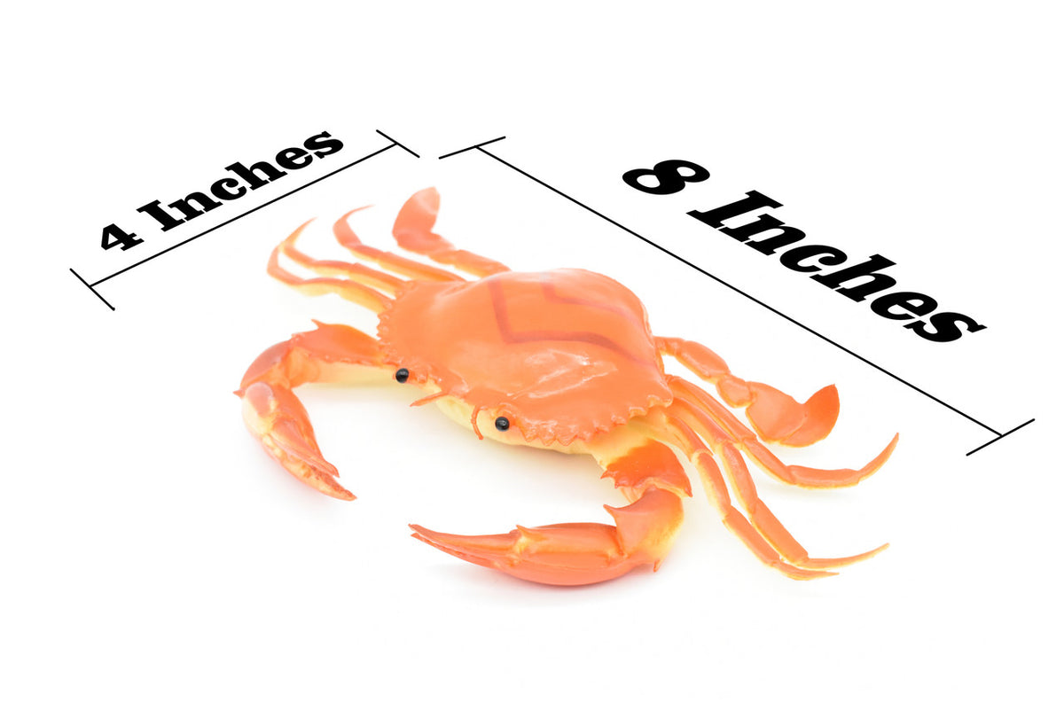 Crab, Orange, Saltwater, Squeakee, Rubber, Crustacean Design, Educational, Hand Painted, Figure, Lifelike, Model, Replica, Gift       9"       F1680 B98