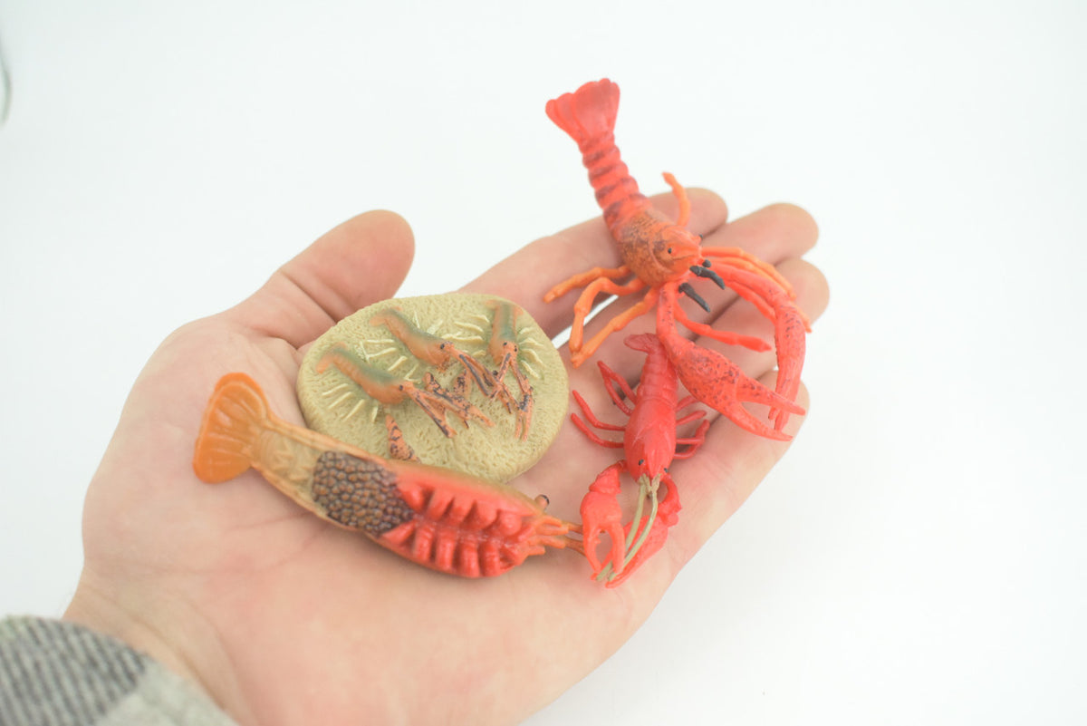 Crawfish Life Cycle, 4 Piece Set, Hand Painted, Educational, High Quality Rubber Crayfish, Realistic Crustacean, Diorama, Figure, Toys, Kids, Gift, 4 Inches. CH984 BB214