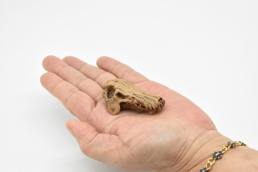 Daeodon, Terrible Pig Fossil Skull,  Very Nice Plastic Replica  2 1/4 inches long  F3520 B204