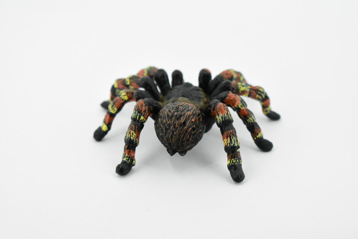 Goliath Bird Eating Spider, Tarantula family, Museum Quality, Educational, Hand Painted, Rubber Insect, Diorama Model, Realistic, Kids, Toys, 3 Inches.