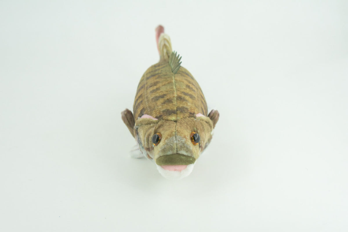 Smallmouth Bass, Realistic Stuffed Plush Fish, Bronzeback, Brown bass, Smallie, Bronze Bass, Small Mouth, Educational, Toy, Kids, Gift,   10 Inches.  CC199 BB61
