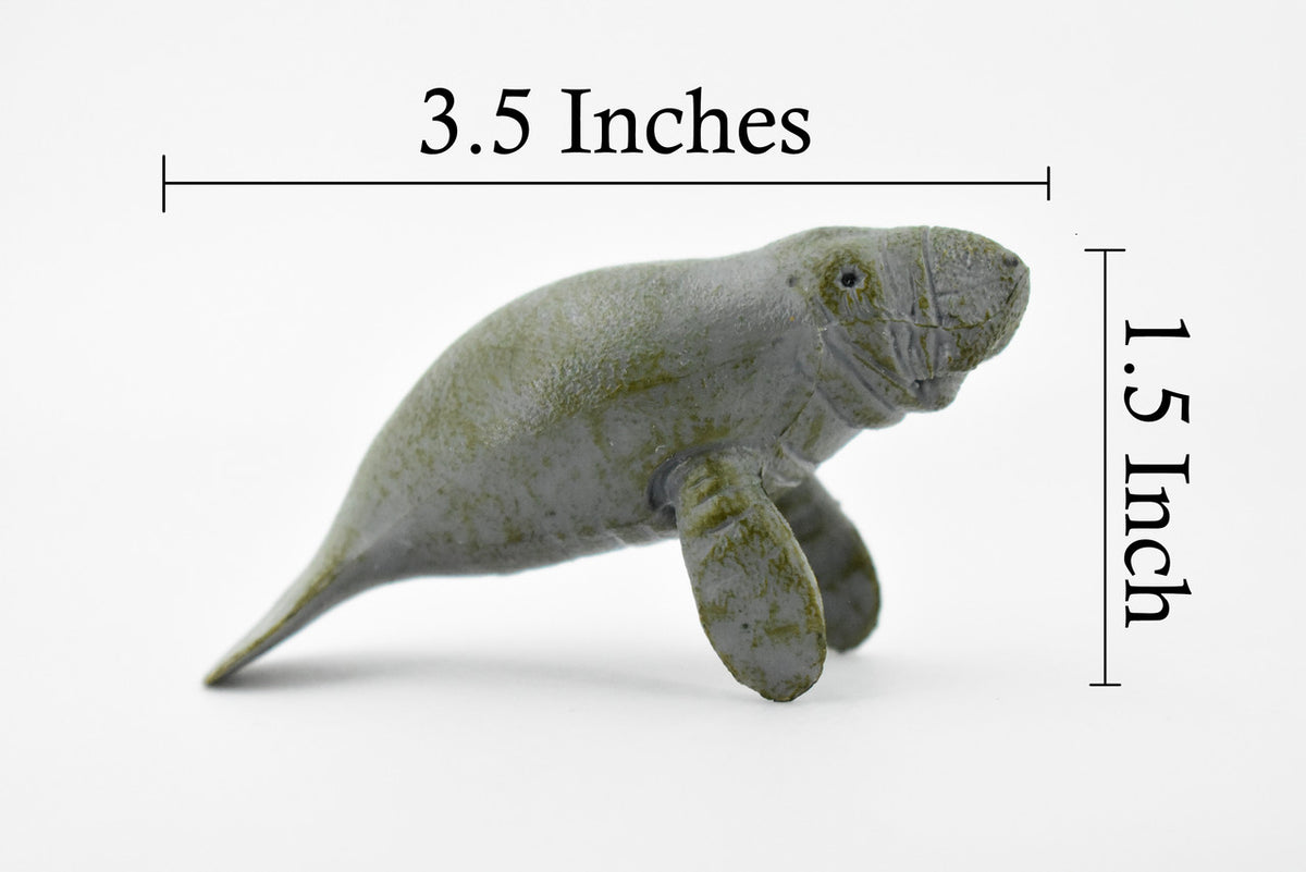 Manatee, Sea Cow, Dugongs, Marine Mammal, Museum Quality, Hand Painted, Educational, Rubber, Diorama Model, Realistic Toy Figure, Kids, 3 1/2 Inches.  