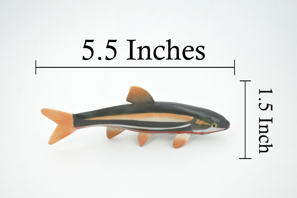 Japanese dace, Big-scaled redfin Fish, Very Realistic Rubber Design, Educational, Hand Painted, Rubber Fish, Realistic, Toy, Diorama Model, Kids, 5 1/2 Inches.