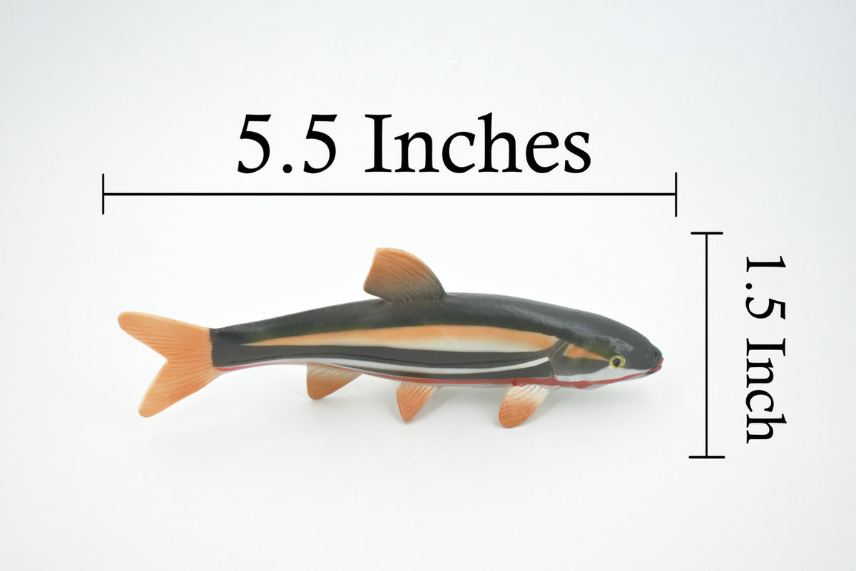 Japanese dace, Big-scaled redfin Fish, Very Realistic Rubber Design, Educational, Hand Painted, Rubber Fish, Realistic, Toy, Diorama Model, Kids, 5 1/2 Inches.