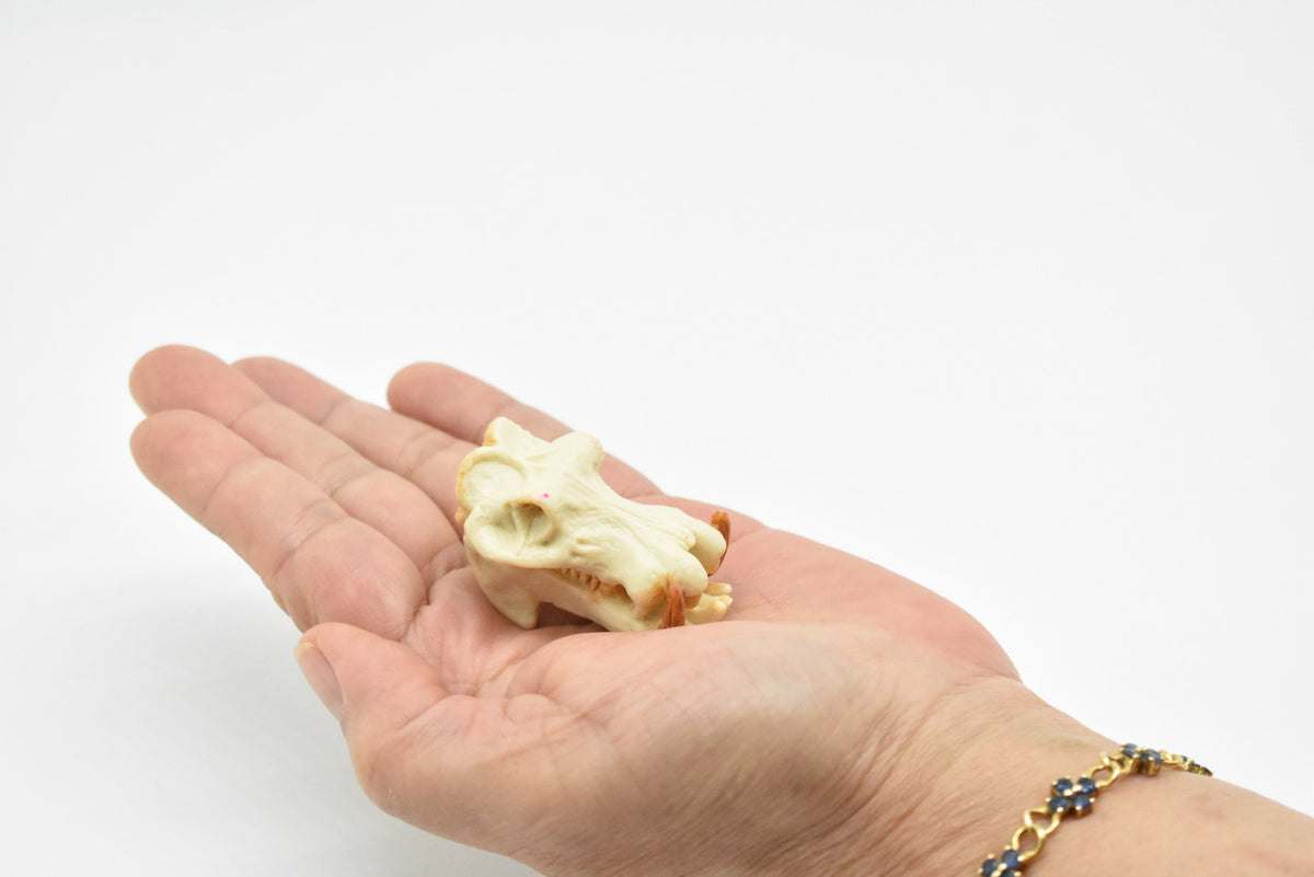 Hippo, Hippopotamus Skull, Very Nice Plastic Reproduction  2  inches long    F4118 B193