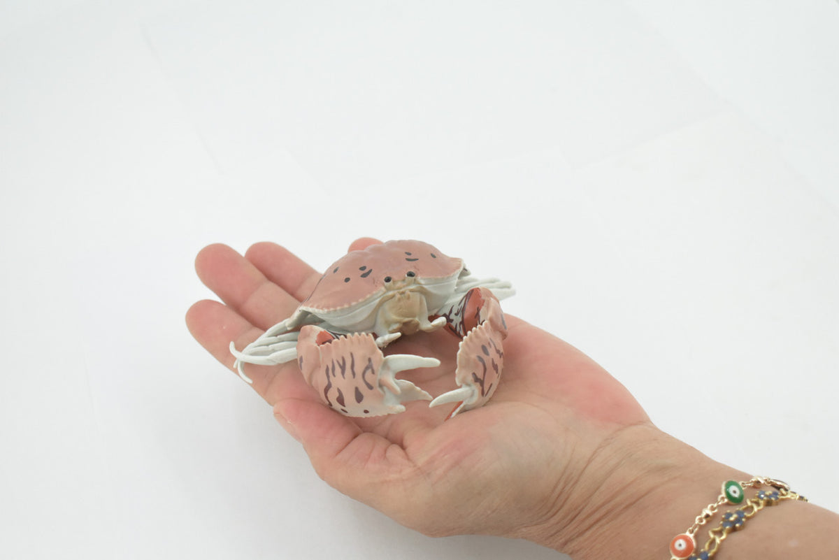 Crab, Calappidae, Box Crabs, Museum Quality, Hand Painted, Rubber Crustaceans,  Realistic, Figure, Model, Replica, Toy, Kids, Educational, Gift,     5"     CH515 BB157