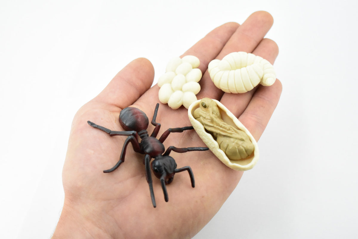 Life Cycle of a Red Ant, Ginger ant, 4 Stages, Museum Quality, Educational, Hand Painted, Rubber Insect, Realistic Toy Figure, Diorama Model, Kids, Gift,   3 Inches.    CH479 BB150