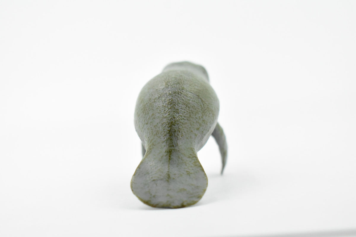Manatee, Sea Cow, Dugongs, Marine Mammal, Museum Quality, Hand Painted, Educational, Rubber, Diorama Model, Realistic Toy Figure, Kids, 3 1/2 Inches.  