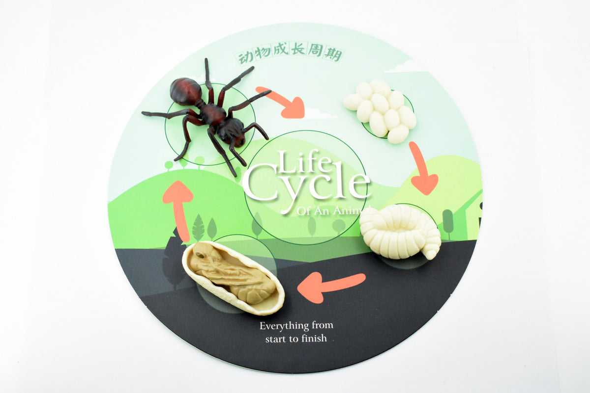 Life Cycle of a Red Ant, Ginger ant, 4 Stages, Museum Quality, Educational, Hand Painted, Rubber Insect, Realistic Toy Figure, Diorama Model, Kids, Gift,   3 Inches.    CH479 BB150