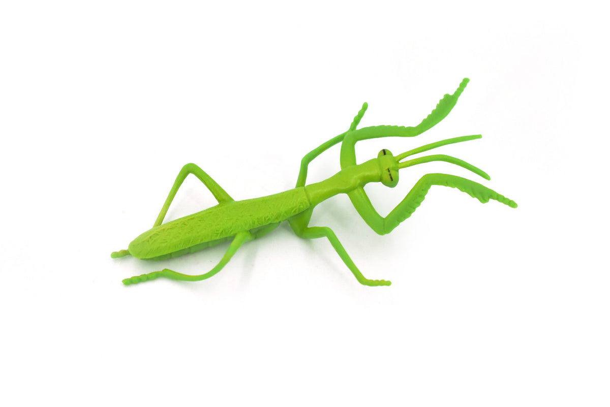 Praying Mantis, Rubber Insect, Toy, Realistic Figure, Model, Replica, Kids Educational Gift,    3 1/2"     F1657B74