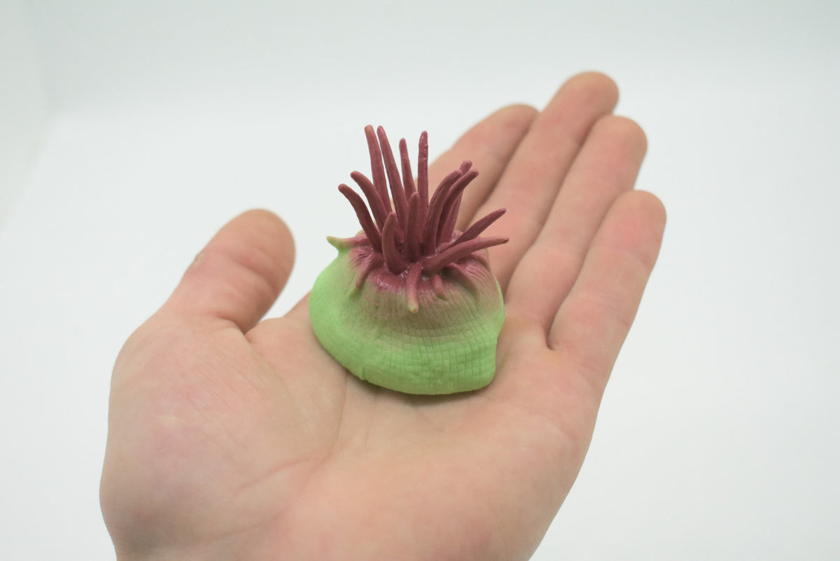 Sea Anemone, Purple, Predatory Marine Invertebrates, Ocean, Sea Life, Rubber, Model, Realistic Replica, Educational,  Animal, Life Like, Gift,    2"      F6025 B378