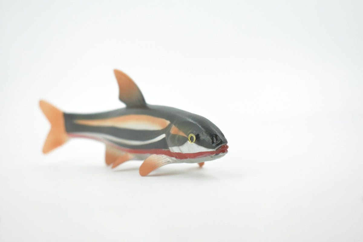 Japanese dace, Big-scaled redfin Fish, Very Realistic Rubber Design, Educational, Hand Painted, Rubber Fish, Realistic, Toy, Diorama Model, Kids, 5 1/2 Inches.