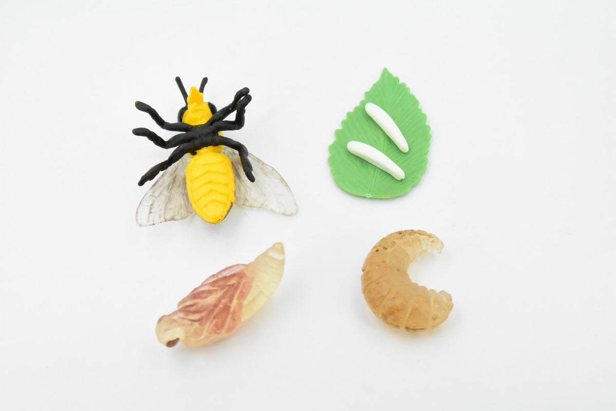 Bee Life Cycle, 4 Stages, Educational, Museum Quality, Hand Painted, Rubber Insect, Figure, Diorama Model, Realistic, Kids, Toys,  Gift,     2 1/2 Inches.    CH480 BB150